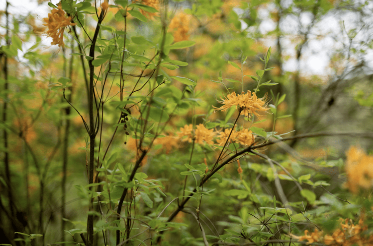 Florida Flame Azalea — Reflection Riding | Chattanooga nature